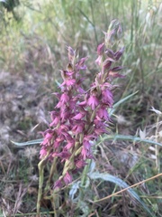 Anacamptis sancta