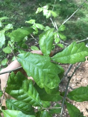 Quercus boyntonii