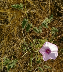Convolvulus althaeoides althaeoides