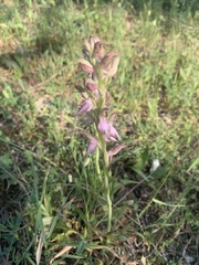 Anacamptis sancta