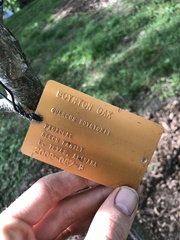 Quercus boyntonii