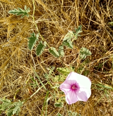 Convolvulus althaeoides althaeoides