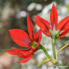 Hippeastrum aulicum