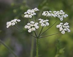 Conium maculatum