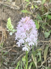 Anacamptis pyramidalis
