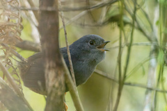 Scytalopus pachecoi
