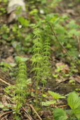 Equisetum sylvaticum