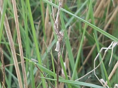 Elachista argentella