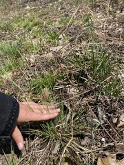 Piptatheropsis pungens