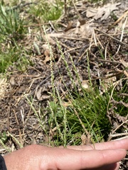 Piptatheropsis pungens