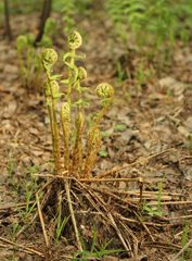 Dryopteris filix-mas