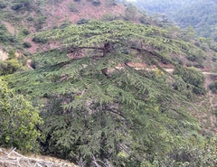 Cedrus brevifolia