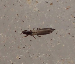 Limothrips angulicornis