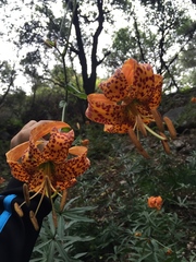 Lilium humboldtii