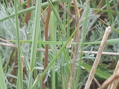Elachista argentella