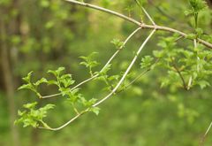 Viburnum opulus