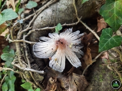 Coprinopsis alopecia