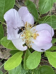 Typocerus lunulatus