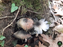 Coprinopsis alopecia