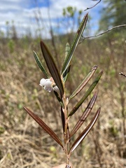 Andromeda polifolia glaucophylla