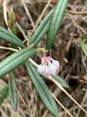 Andromeda polifolia glaucophylla