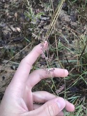 Eragrostis gummiflua