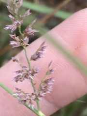 Eragrostis gummiflua