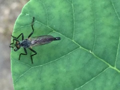 Neoitamus castellanii