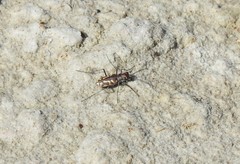 Cicindela carthagena