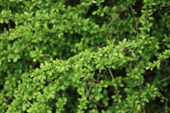 Berberis