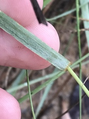 Eragrostis gummiflua