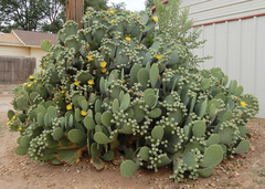 Opuntia cacanapa