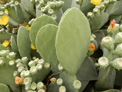 Opuntia cacanapa