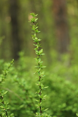 Berberis