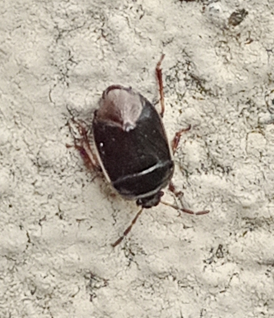 Adomerus fuscipennis