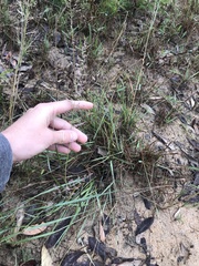 Eragrostis gummiflua