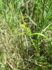 Carex flava