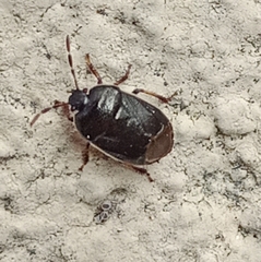 Adomerus fuscipennis