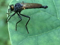 Neoitamus castellanii