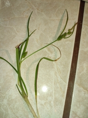 Carex flava