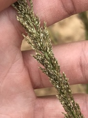 Setaria lindenbergiana