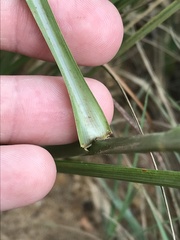 Setaria lindenbergiana