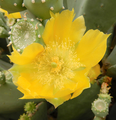 Opuntia cacanapa