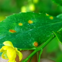 Puccinia smyrnii