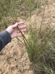 Setaria lindenbergiana