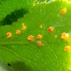 Puccinia smyrnii
