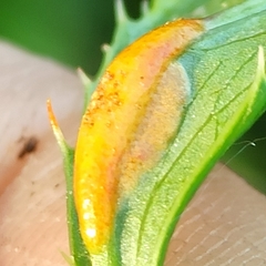 Puccinia smyrnii