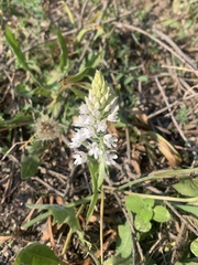 Anacamptis pyramidalis