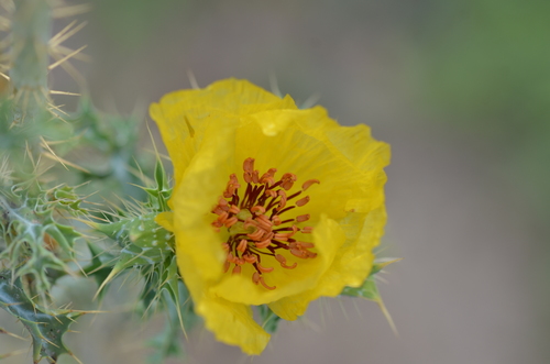 Golden pricklypoppy (Argemone aenea)