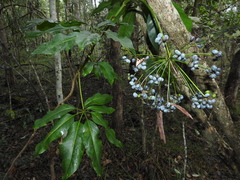 Mackinlaya macrosciadea